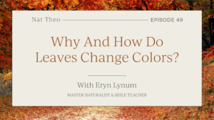 tree leaves change colors