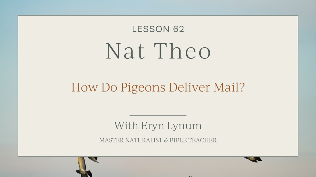 how pigeons navigate