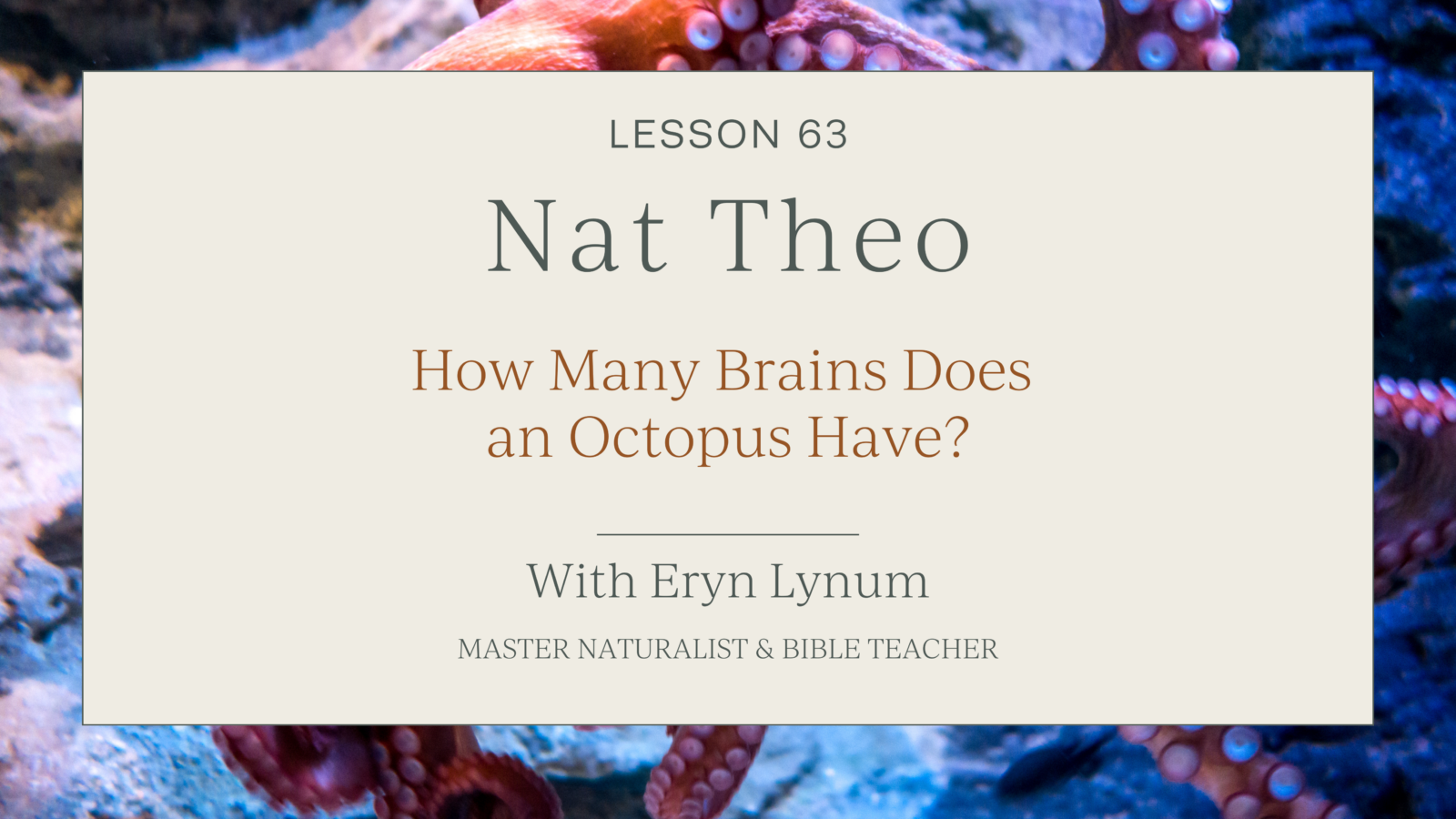 How Many Brains Does an Octopus Have?
