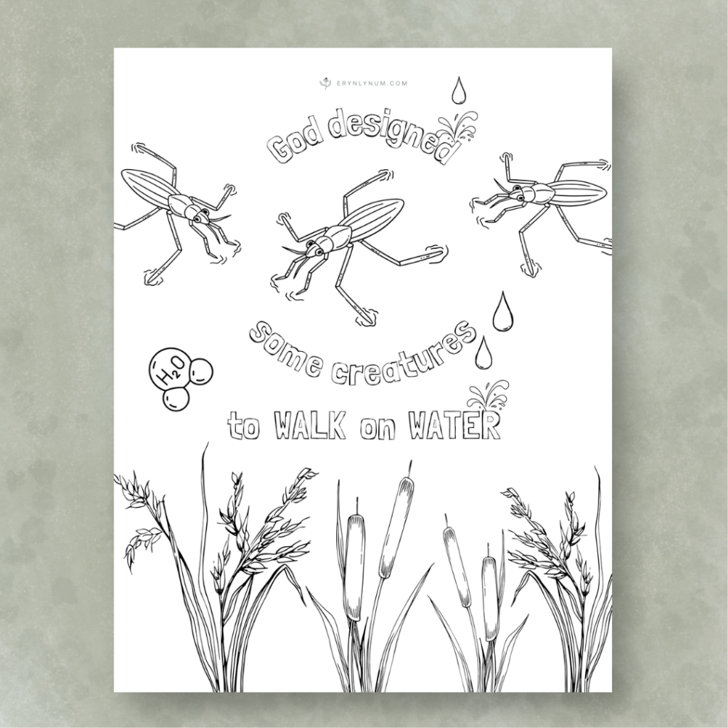 How Do Water Striders Walk on Water