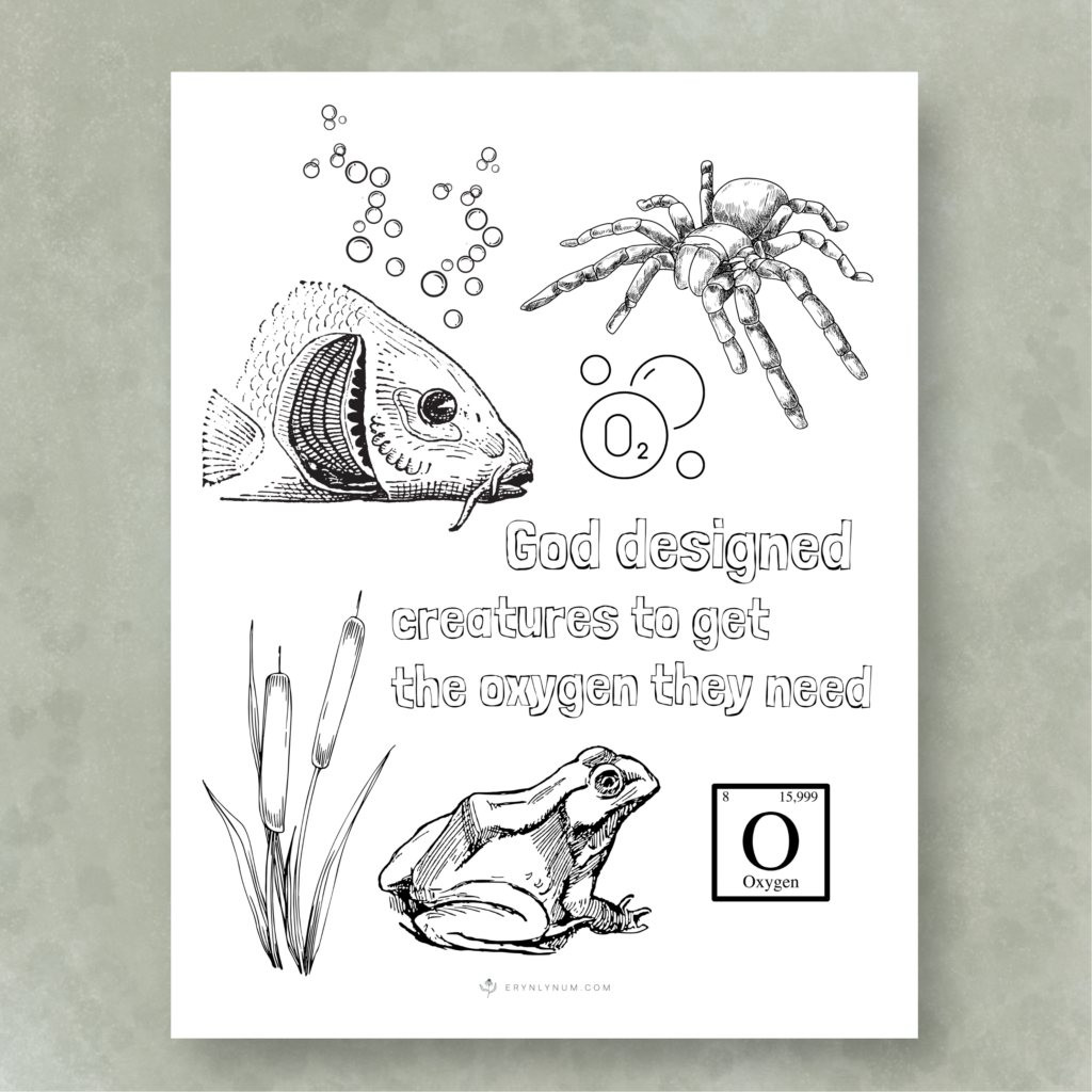 How Do Fish Breathe Underwater