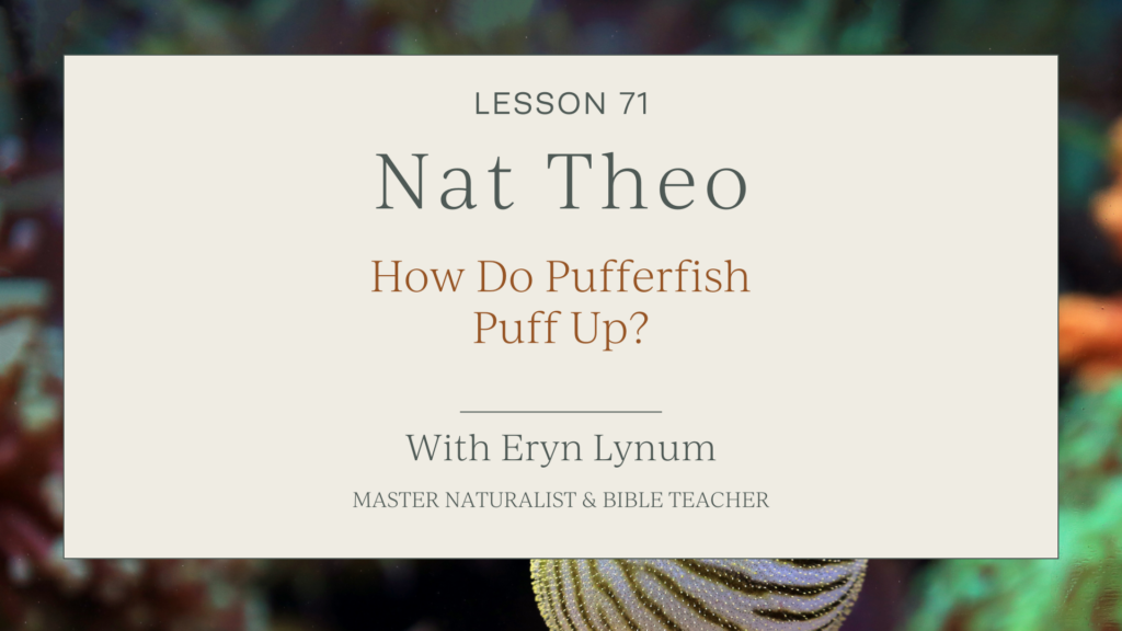 Pufferfish Facts for Kids