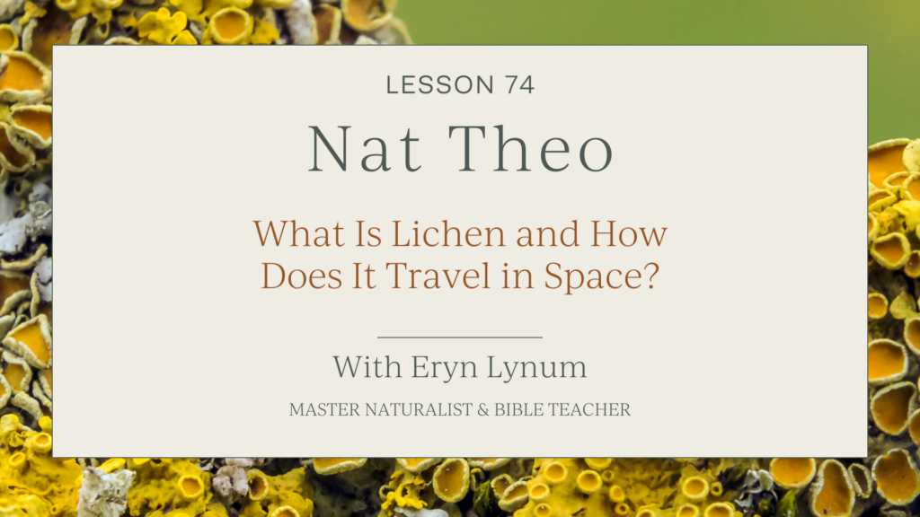 lichen facts for kids