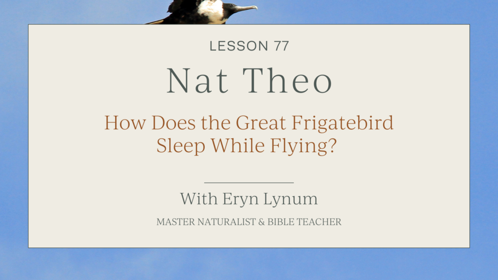 Bird Sleep Facts for Kids