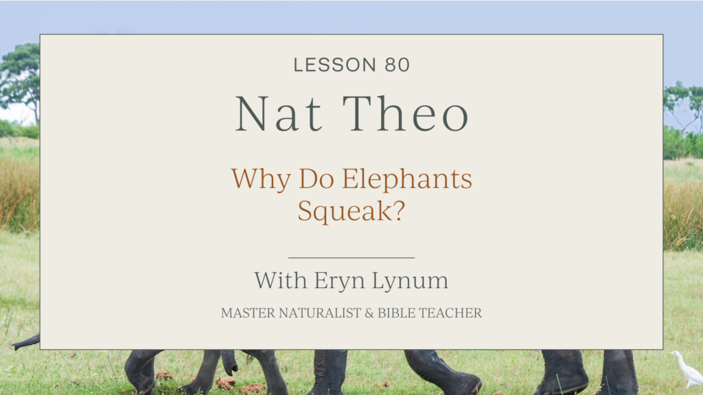 Why Do Elephants Squeak?