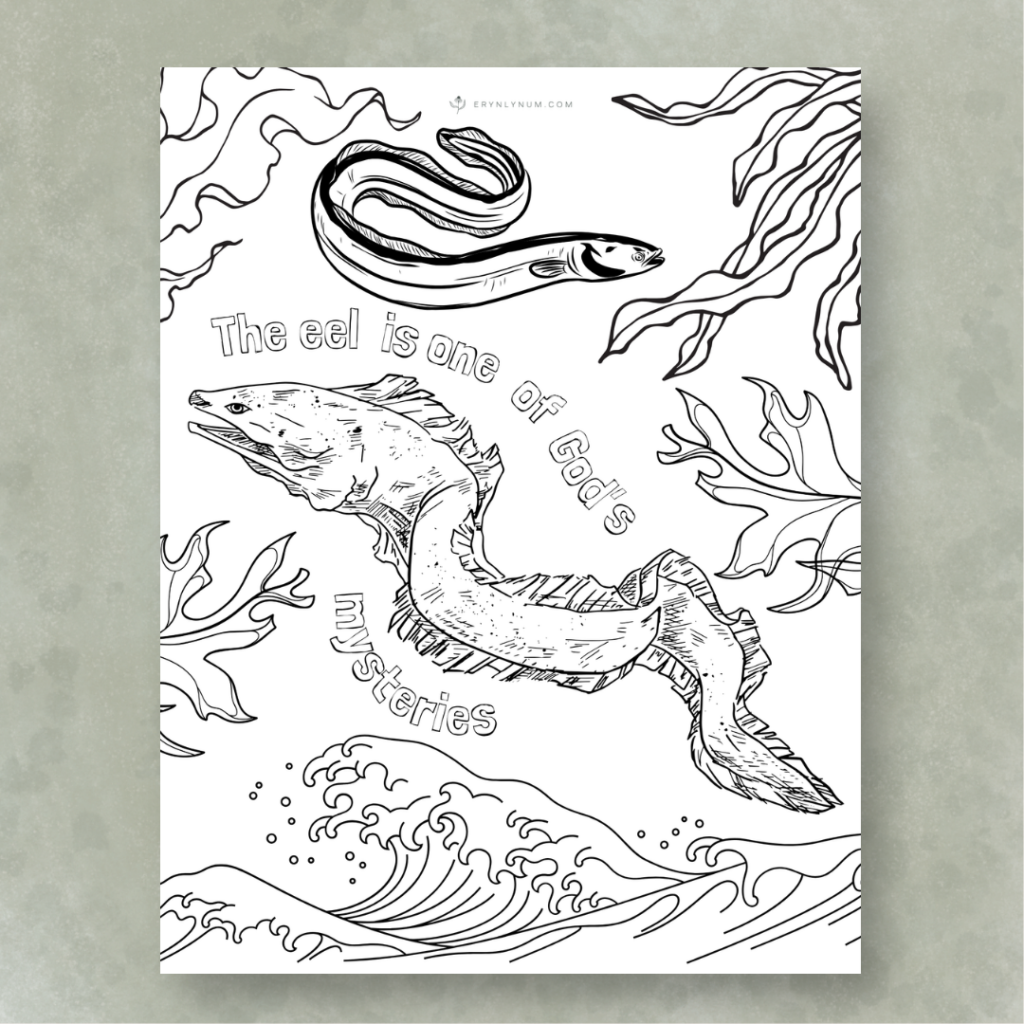 Where do eels come from?