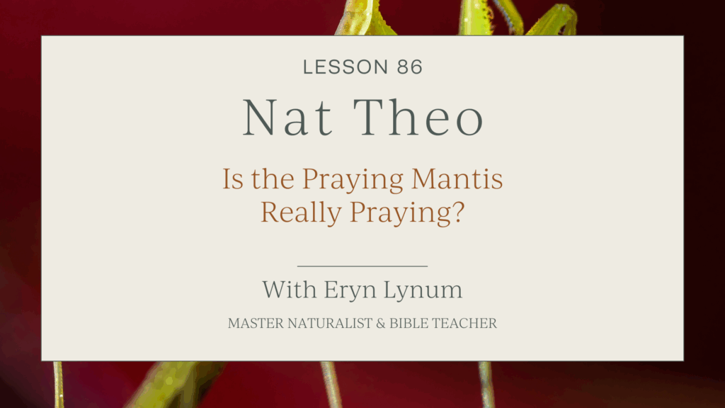 praying mantis facts