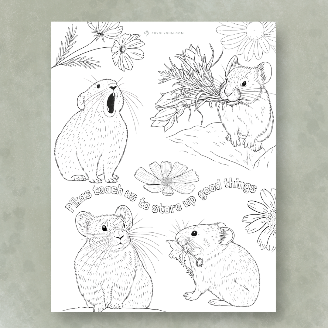 American pika color sheet