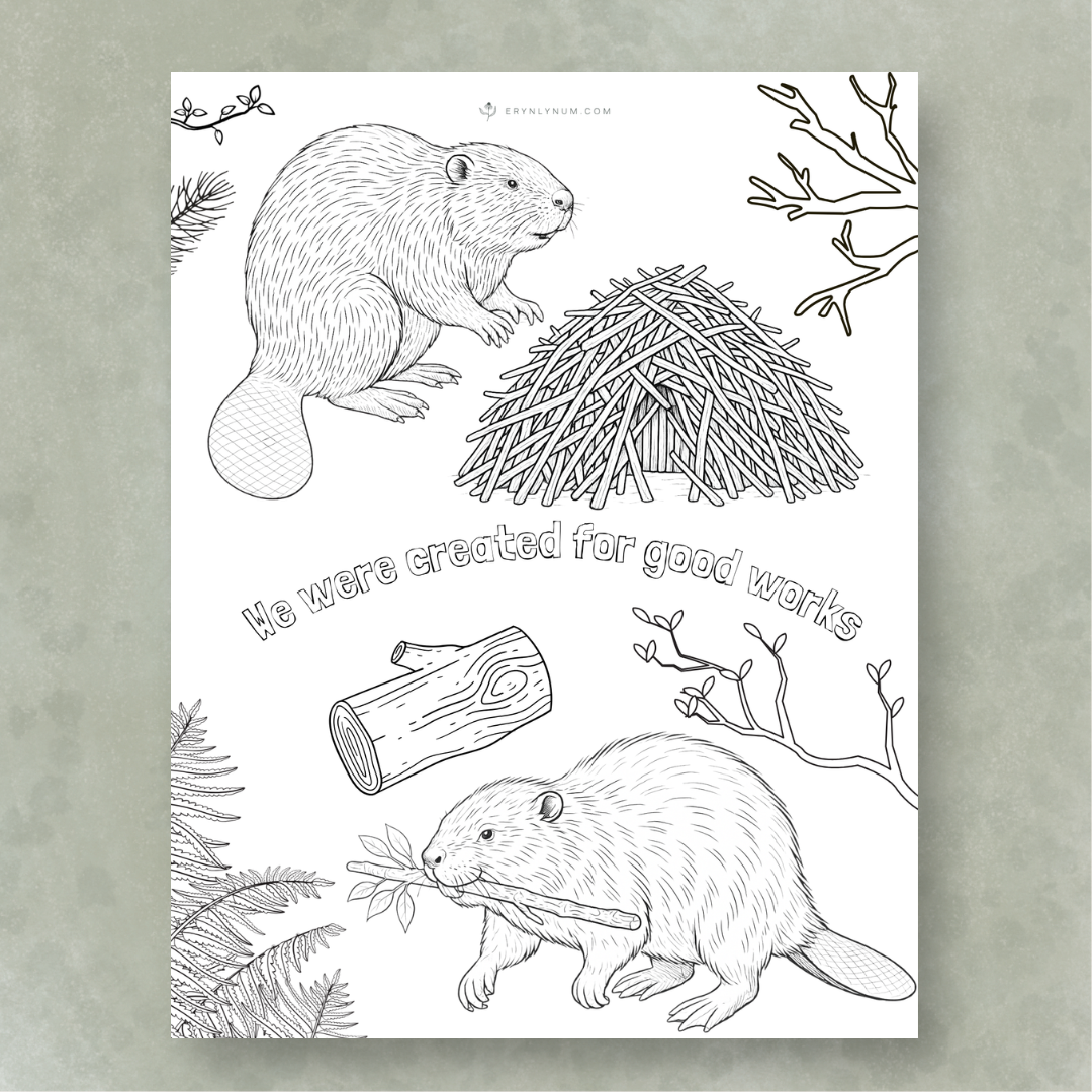 Beaver Dams for kids