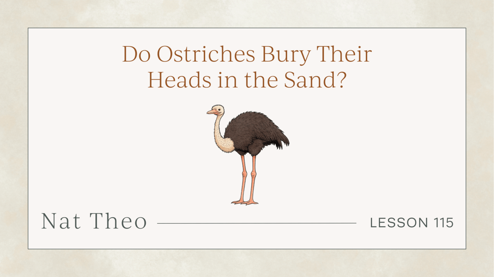 ostrich for kids