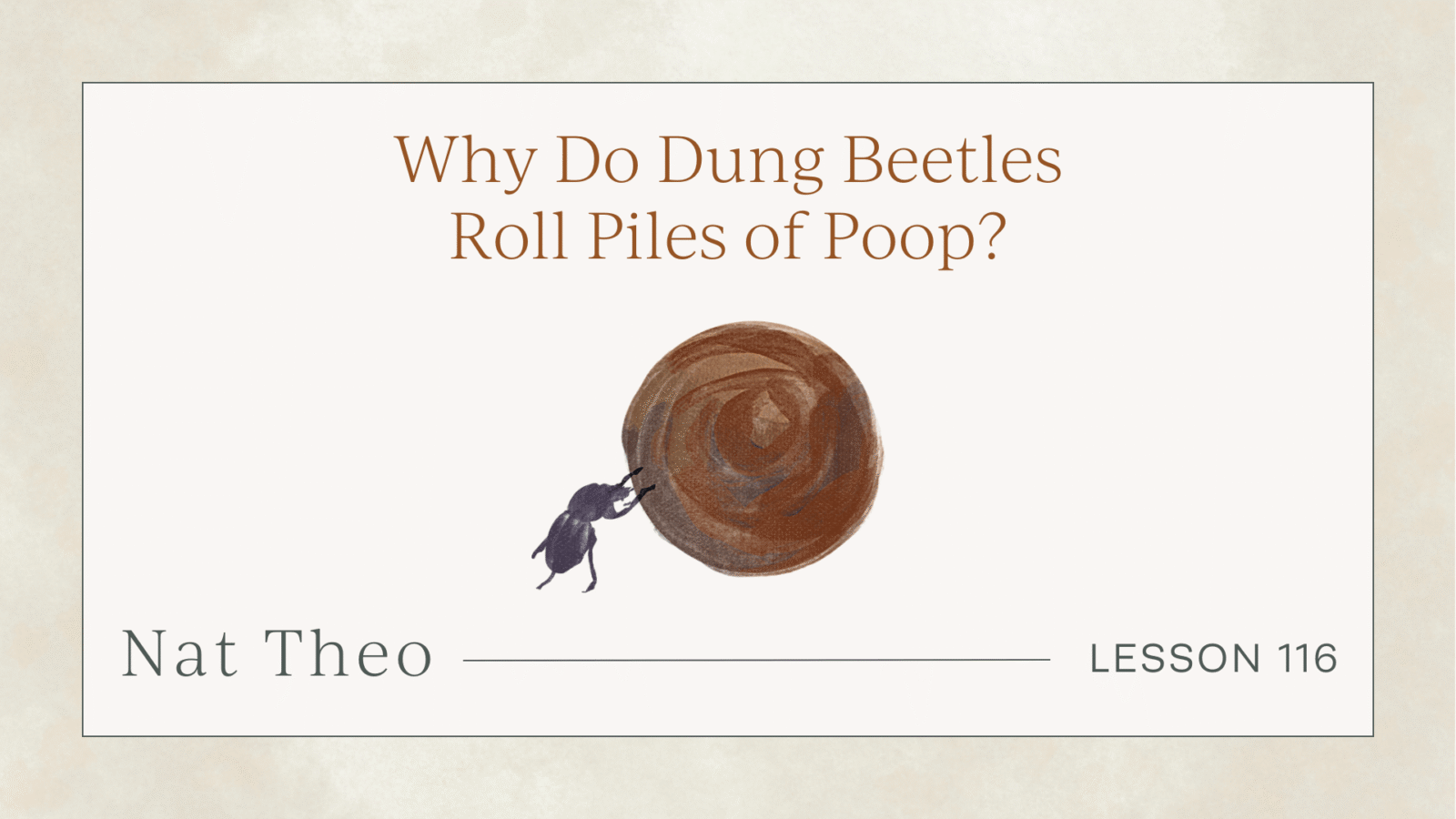 dung beetle for kids