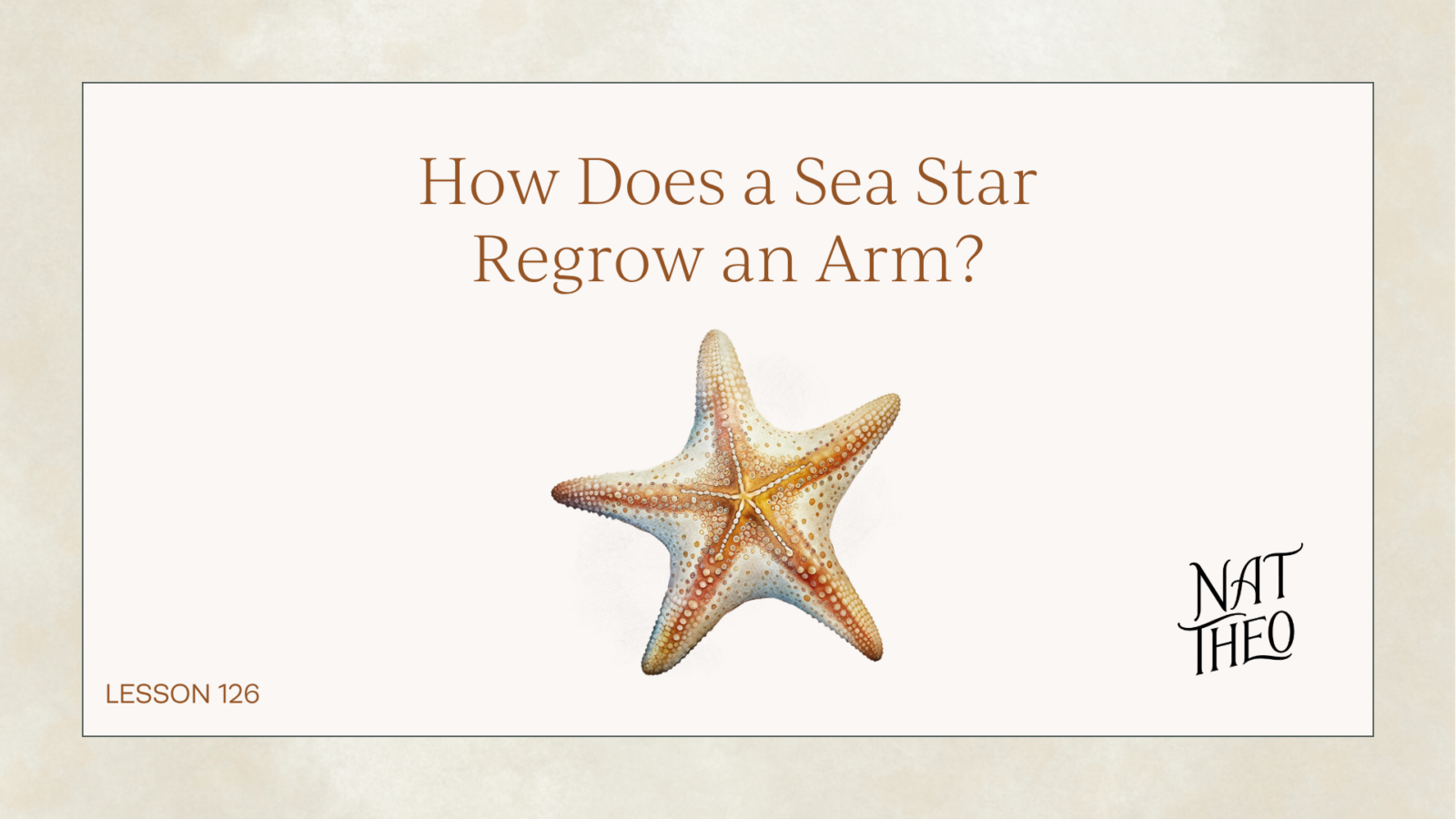 How Does a Sea Star Regrow an Arm