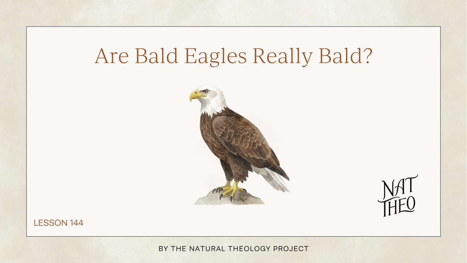 Bald Eagle episode art with words Are Bald eagles Really Bald?